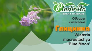 Глициния I Wisteria macrostachya 'Blue Moon' Глициния I Wisteria macrostachya 'Blue Moon'