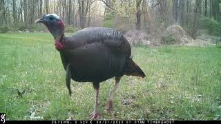 May 23, 2020 PA Trail Cam Footage Bucks Fawns Gobblers Turkeys Groundhog Browning Spec Ops FHD