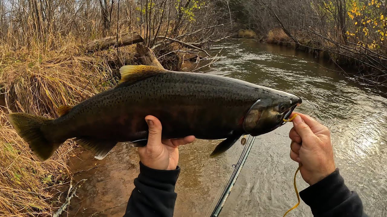 Wisconsin Trout Fishing 11/7/2022 YouTube