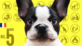 No.5 French bulldog ❤️ TOP 100 Cute Dog Breeds Video by Dogs 101 ❤️ I want a dog! 3,507 views 2 years ago 9 minutes, 29 seconds
