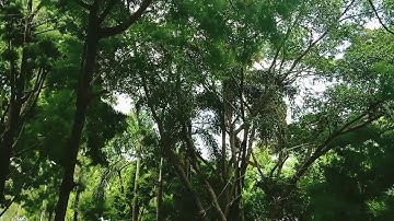 Procedure text video