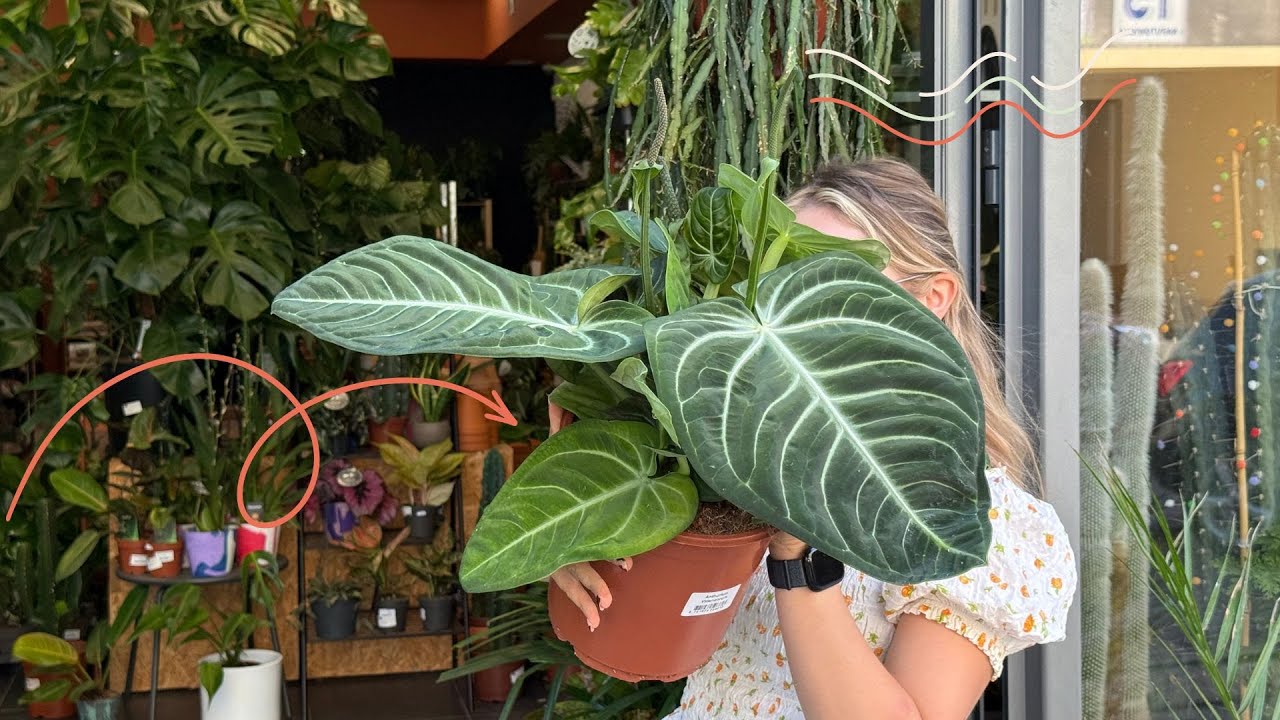 Anthurium Villenaorum ✨ Rhipsalis paradoxa 🌵Philodendron Spiritus Sancti | NOWA DOSTAWA W BADYLACH