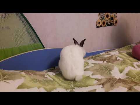 Кролик Ляля.
