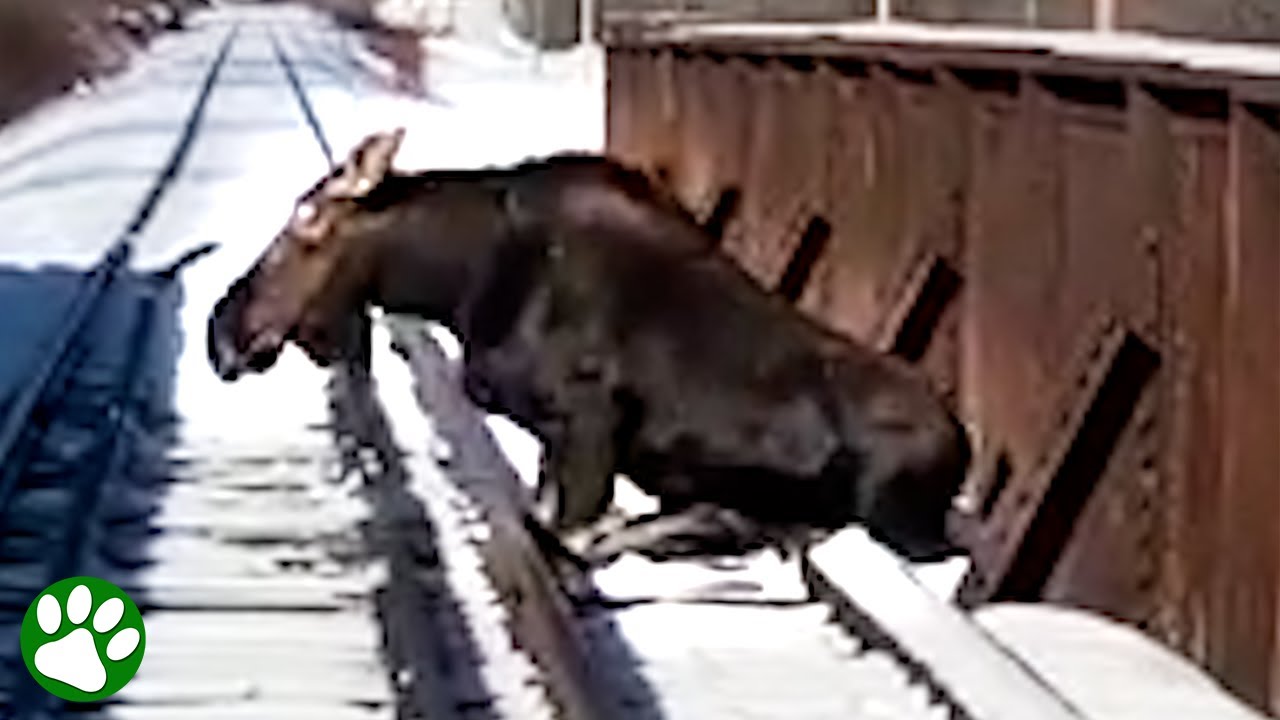 700-pound moose stuck on active railroad tracks
