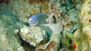 Tauchen In Hurghada Mit Der Tg4 Teil 2