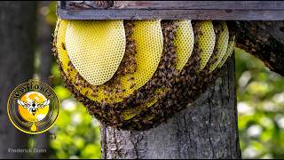 Swarm Trap Rejected Exposed Comb Leaves Honey Bees in Jeopardy