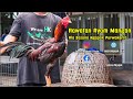 Tips n trick rawatan ayam birma  mangon  pama versi sasana ngapak purwokerto 