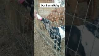 Our Baby Goat Bailey Sure Does Love Her Human Daddy. Do You Think It's Because He Bottle Feeds Her?