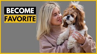 How Shih Tzus Choose Their Favorite Person