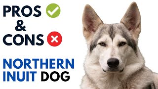 Northern Inuit Dog Pros and Cons | British Timber Dog Advantages and Disadvantages