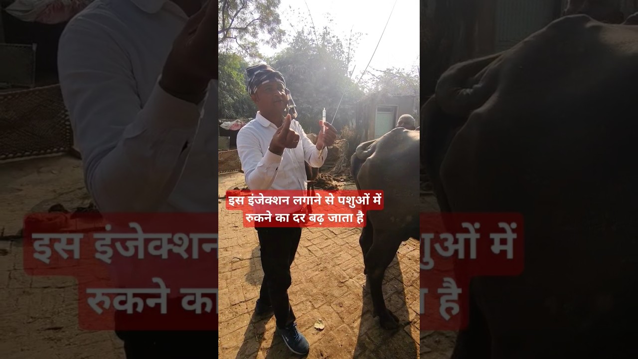 Artificial insemination in buffalo||