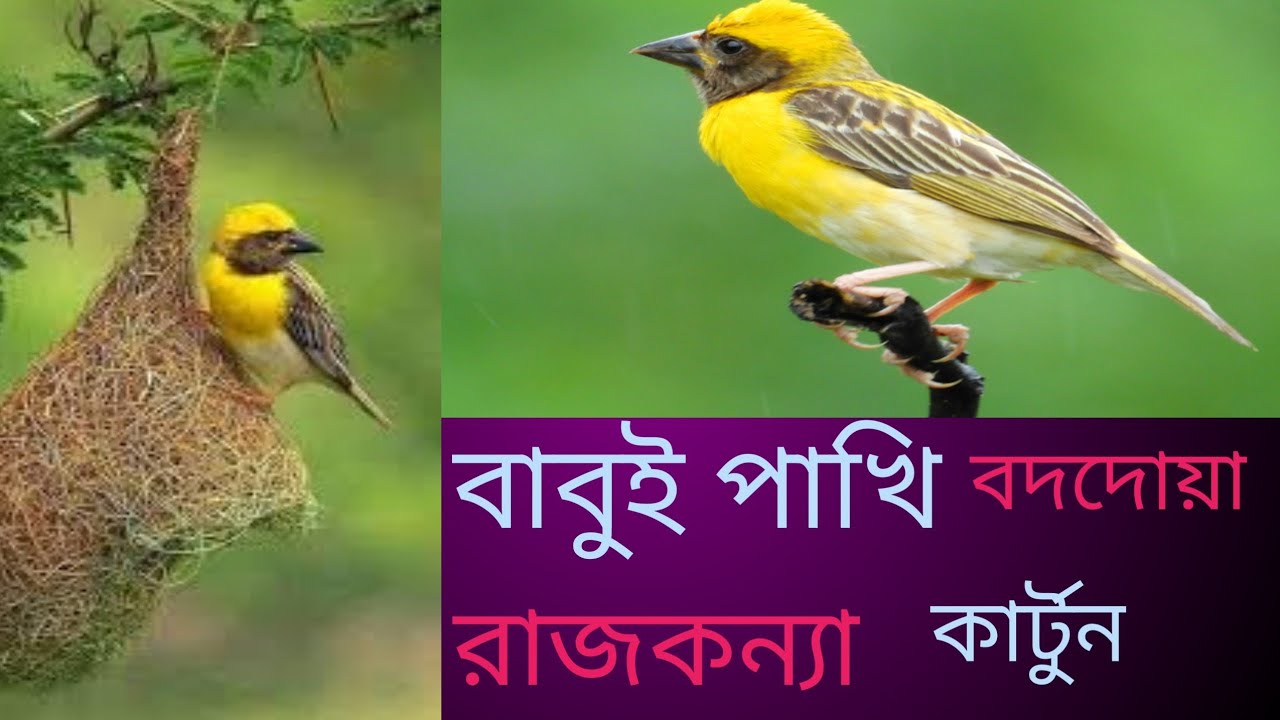 babui pakhir cartoon video/বাবুই পাখির বাংলা কার্টুন ভিডিও - YouTube
