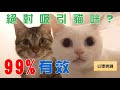 【豆漿實測】99%能吸引貓咪！ | 99% Make cats come to you