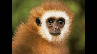 Alphabet Object Episode 2