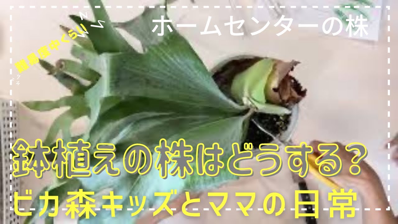 ホームセンターで購入した鉢植えのビカクシダの板付け🍀ビカ森キッズと
