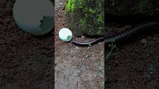 The millipede comes out from egg shell😨😱. #arthropods #millipede #scary #shorts