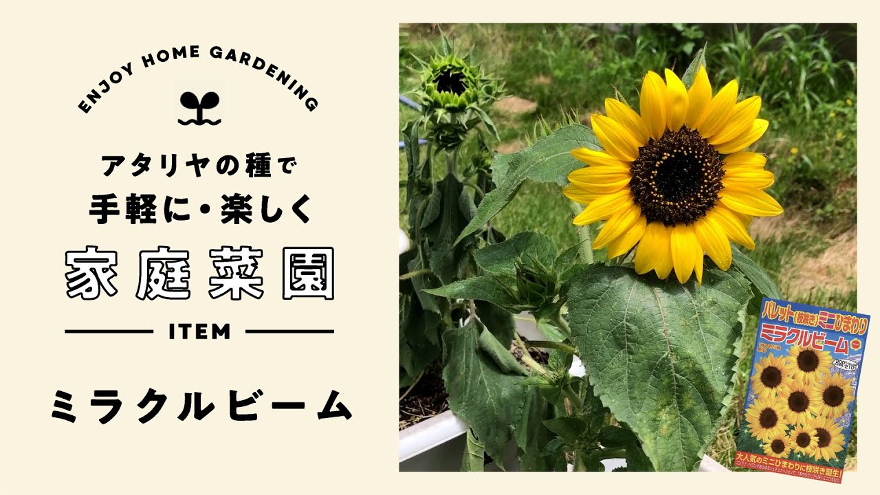 手軽に楽しく家庭菜園 ミラクルビーム(ミニひまわり) - YouTube