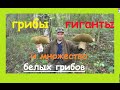 Грибы гиганты и множество,множество белых грибов