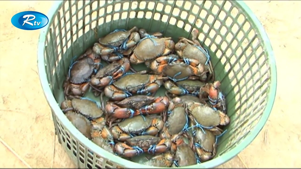 বাণিজ্যিকভাবে কাকড়া চাষ পদ্ধতি | Crab farming | Rtv Krishi