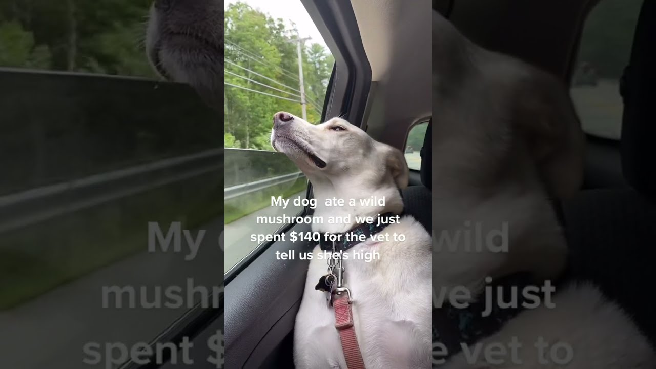 Pointer Dog Ate A Wild Mushroom And She Got High Funny Dogs Shorts