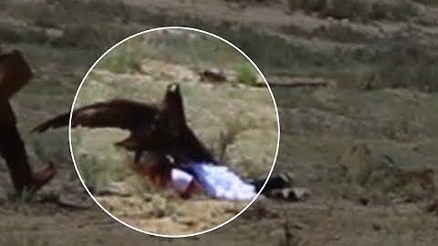 Golden eagle attacks 8 yo girl at ethnofestival in Kyrgyzstan