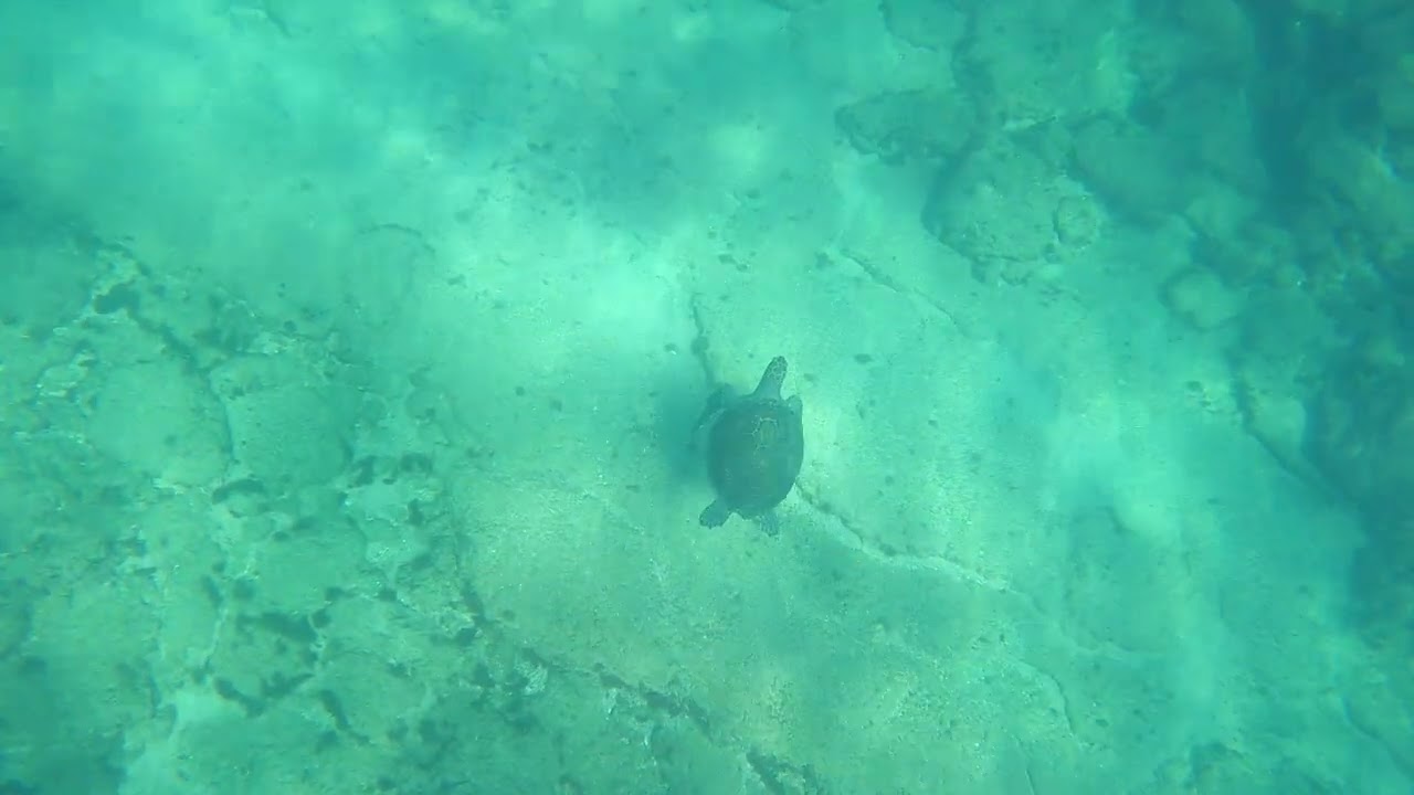 🐢❤🌊 פרנצ׳סקה הירוקה