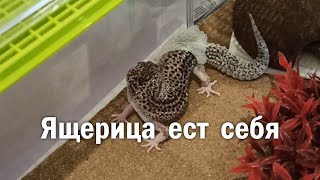 Ящерица ест сама себя