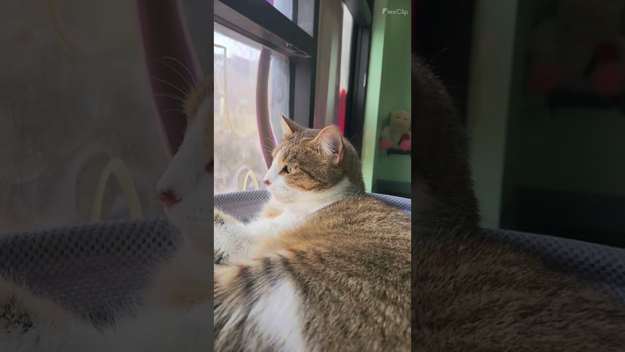 “The National Express” by The Divine Comedy . Yes, it’s a real song. Yes, it’s being sung to a cat.