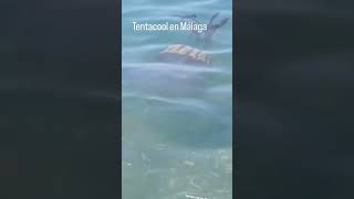 TENTACOOL EN MÁLAGA #POKEMON #málaga #combatepokemon
