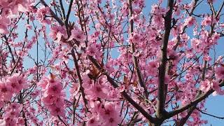 Beautiful Cherry blossom 🌸 with soothing music to release stress