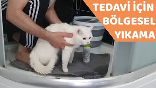 KEDİMİZ YAĞLI KUYRUK HASTALIĞINA YAKALANDI (Kedi Yıkama İçerir)