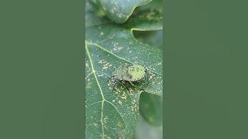 The psychedelic looking late instar nymph of the Green Shield Bug