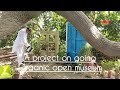 A project organic open museum moomal tv