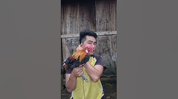 gà rừng giải nhìn và cái kết của chương trình tặng gà miễn phí sẽ kết thúc vào 1/10/2025.qaib qus