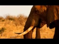Sonido de Elefante - Sonidos de Animales para niños