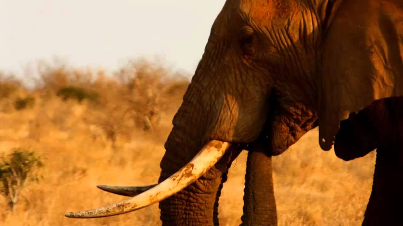 Sonido de Elefante - Sonidos de Animales para niños - YouTube