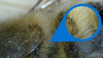 Guess what it is! | Under the Microscope Episode 2