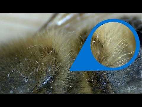 Guess what it is! | Under the Microscope Episode 2