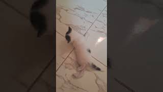 les premiers pats de ma petite mimi #funk #music #dance #phonkmusic