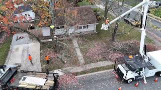 Silver maple removal