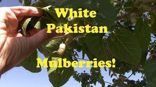 White Pakistan Mulberry
