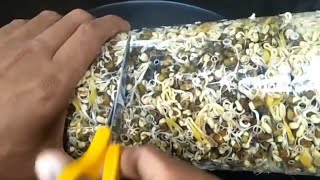 របៀប បណ្តុះសណ្តែកបណ្តុះ ងាយៗ - my agriculture
