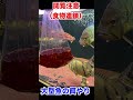 餌やり！大型魚に普段は与えない金魚を与えてみたら！！アロワナ　熱帯魚