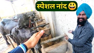 किसान ने बनाया भैंसो के लिए स्पेशल डेरी फार्म| Buffalo Special Feeder shed Design For Dairy Farm