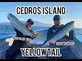 Surface Iron Yellowtail Cedros Island