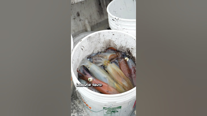 The most INSANE Squid fishing i’ve ever seen!!
