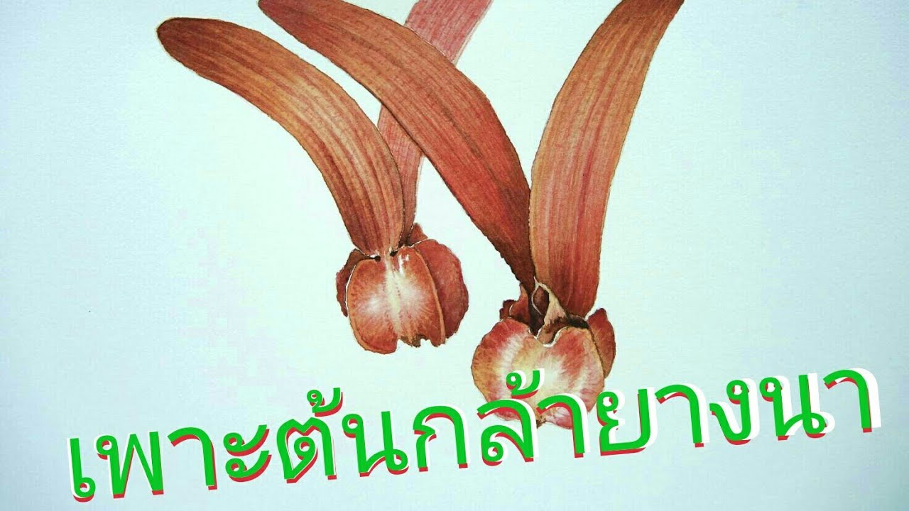 เพาะ ยาง นา โมเดล