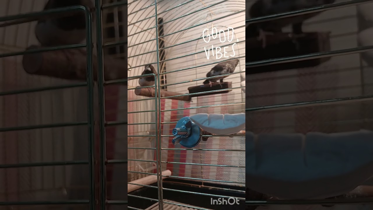 Я КУПИЛА ЯПОНСКИХ АМАДИН || Всё о японских амадинах || 3 часть || #амадины #птицы