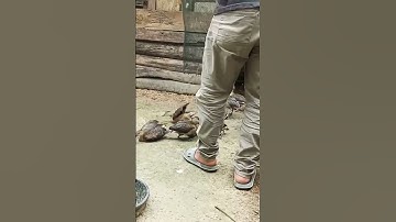 hasil jaring belibis langsung dilepas kembali tapi dikandang tangkaran