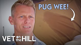 Pug Sisters Can't Control Their Constant Urinating | S3E5 | Vet On The Hill